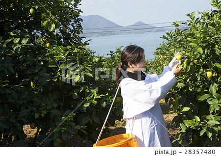 レモンを収穫をする女性 28357480