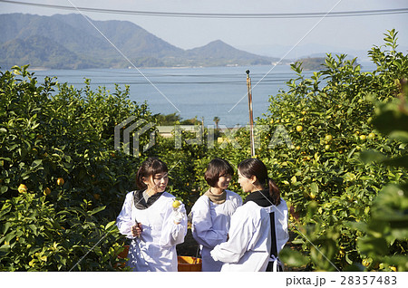 レモンを収穫をする女性 28357483
