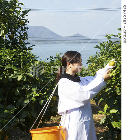 レモンを収穫をする女性 レモンを収穫をする女性 28357485