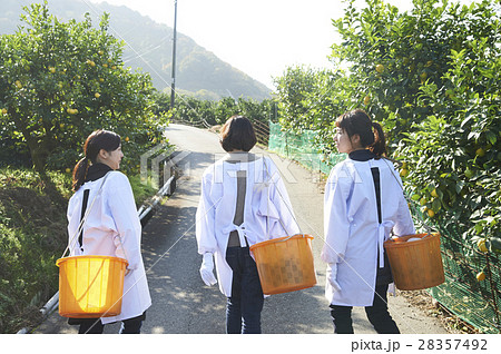 果樹園を歩く女性たち 28357492