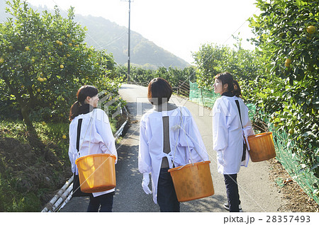果樹園を歩く女性たち 果樹園を歩く女性たち 28357493