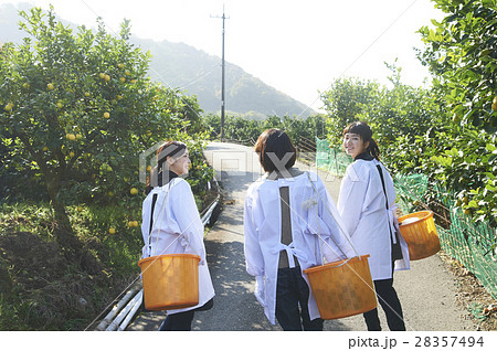 果樹園を歩く女性たち 28357494