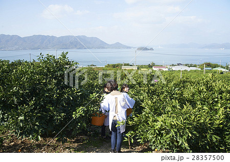 レモンを収穫をする女性 28357500