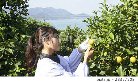 レモンを収穫をする女性 レモンを収穫をする女性 28357508