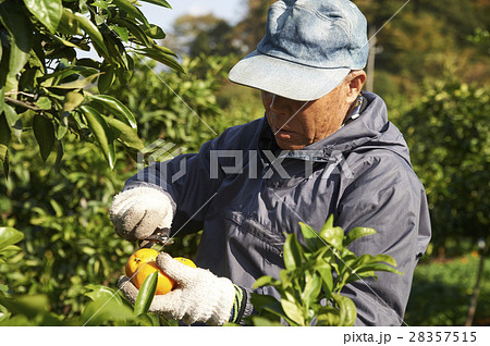 みかん農家 28357515
