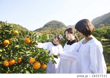 みかんを収穫する女性 みかんを収穫する女性 28357531