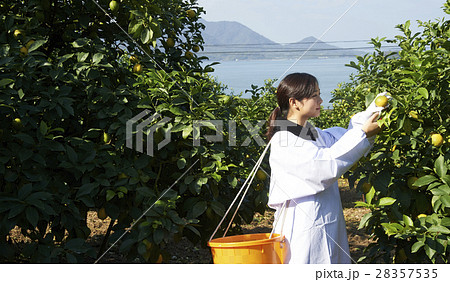 レモンを収穫をする女性 28357535