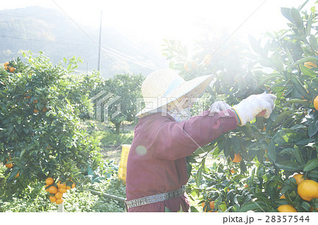 みかん農家 28357544