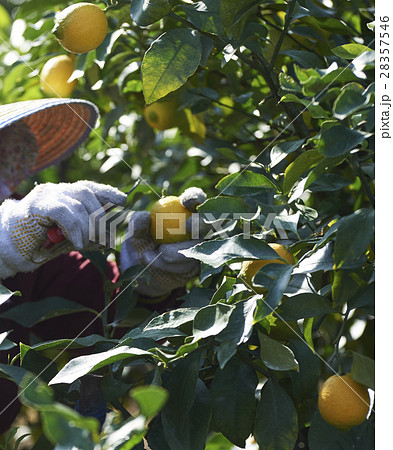 レモン農家 28357546