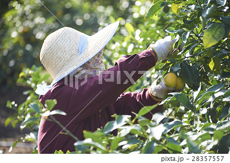 レモン農家 28357557