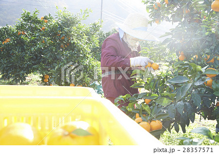 みかん農家 28357571