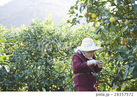 レモン農家 レモン農家 28357572