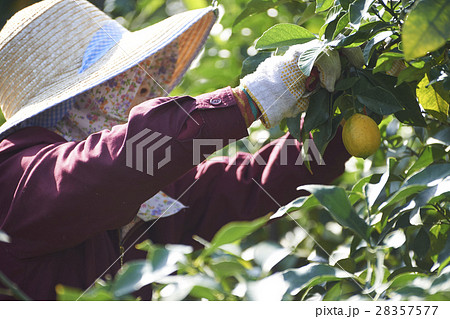 レモン農家 28357577