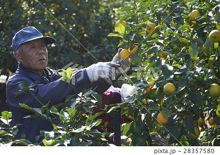 レモン農家 レモン農家 28357580