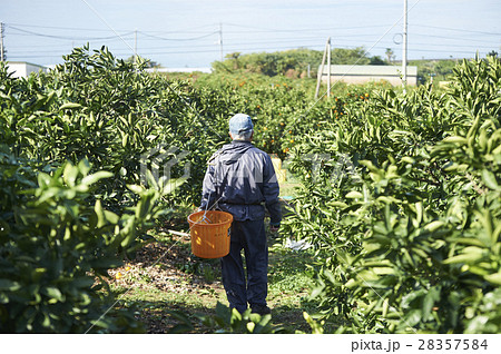 レモン農家 レモン農家 28357584