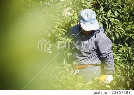 みかん農家 28357593
