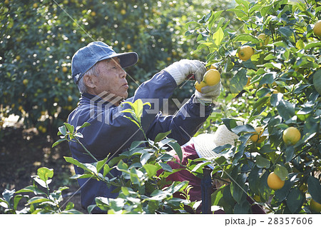 レモン農家 28357606