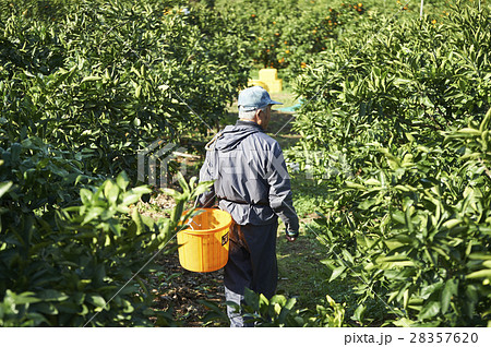 レモン農家 28357620