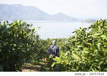 レモン農家 レモン農家 28357626