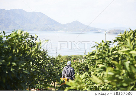 レモン農家 28357630