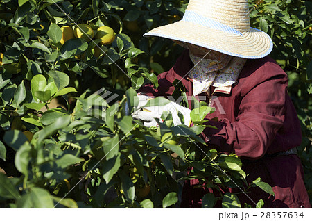 レモン農家 28357634