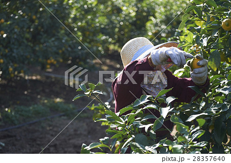 レモン農家 28357640