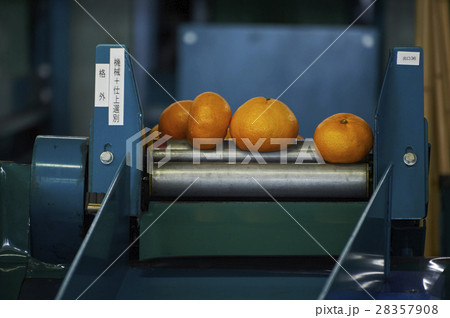 出荷前のみかん 28357908