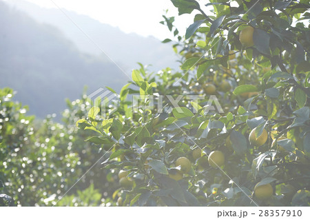 レモンの果樹園 レモンの果樹園 28357910