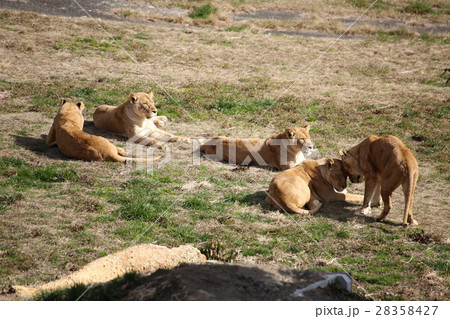 メスライオン メスライオン 28358427