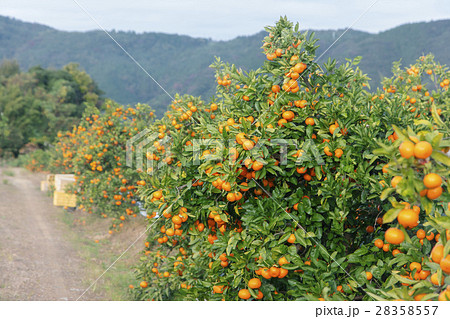 みかん畑 28358557
