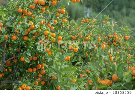 みかん畑 28358559