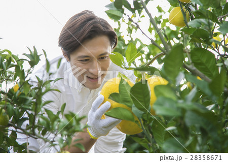 みかん農家 28358671