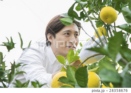 みかん農家 28358676
