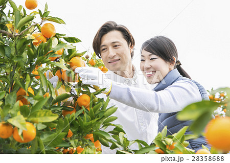 みかん農家　夫婦 28358688