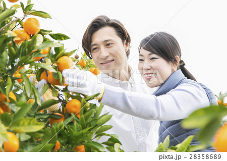 みかん農家　夫婦 28358689