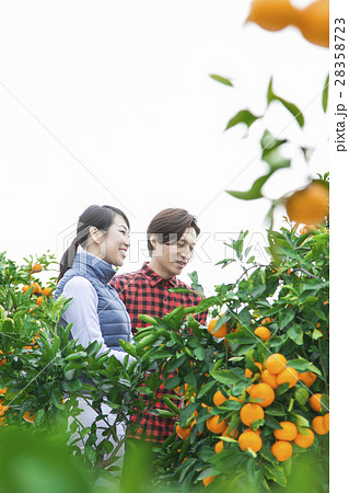 みかん農家　夫婦 28358723