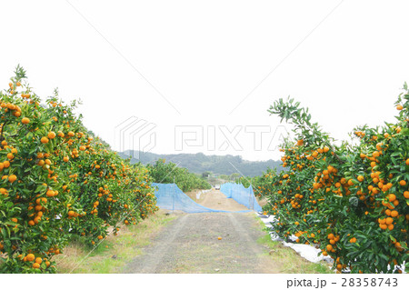 みかん農園 28358743