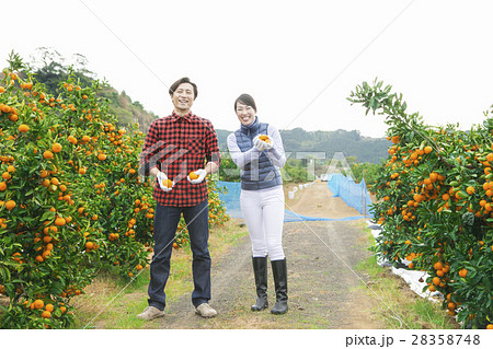 みかん農家 夫婦 みかん農家 夫婦 28358748