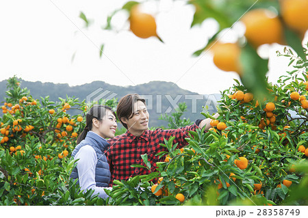 みかん農家　夫婦 28358749