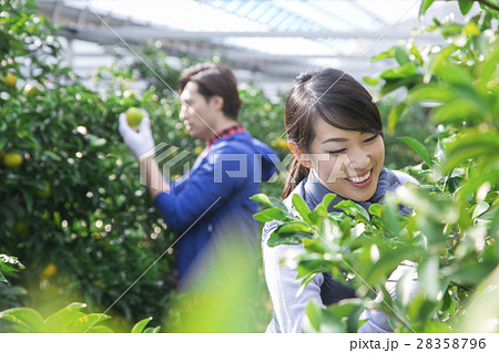 みかん農家　夫婦 28358796