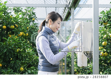 ビニールハウス　農業イメージ 28358807