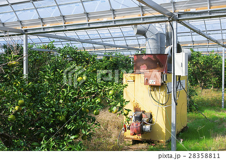 みかん農園 28358811