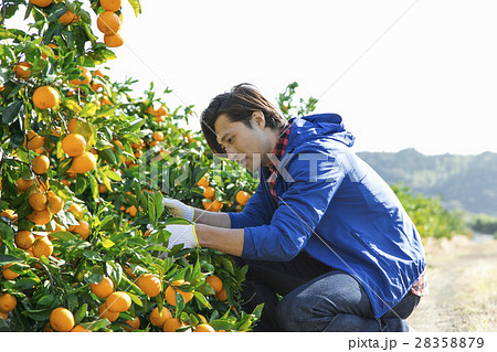 みかん農家 みかん農家 28358879