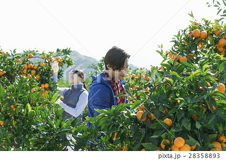 農業夫婦 みかん畑 農業夫婦 みかん畑 28358893