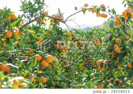 みかん農園 28358923