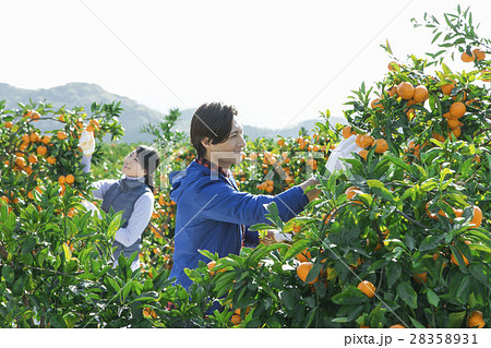 農業夫婦　みかん畑 28358931