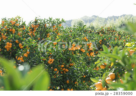 みかん農園 28359000