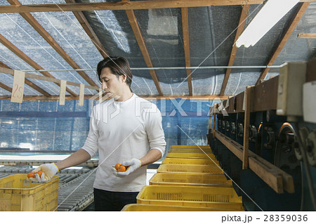 みかん農家　出荷イメージ 28359036