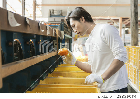 みかん農家 出荷イメージ みかん農家 出荷イメージ 28359084