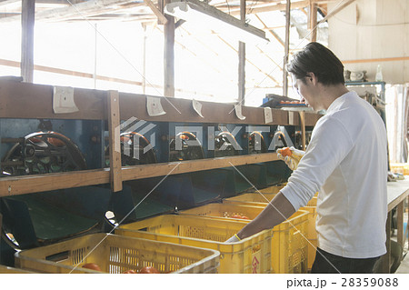 みかん農家　出荷イメージ 28359088